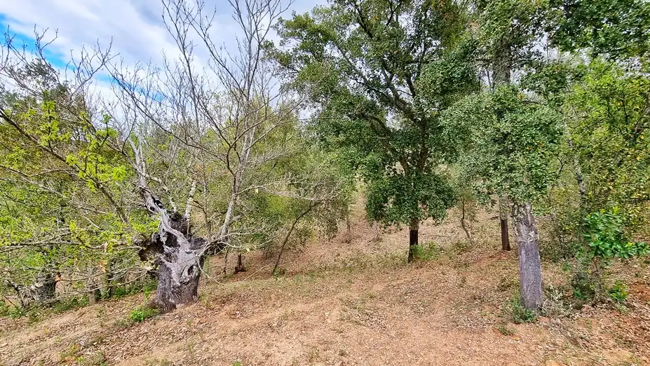 Terreny rústic en venda a Galaroza, imagen 12