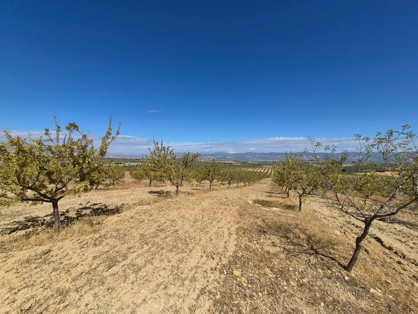 Terreny rústic en venda a Alhama de Granada, imagen 30