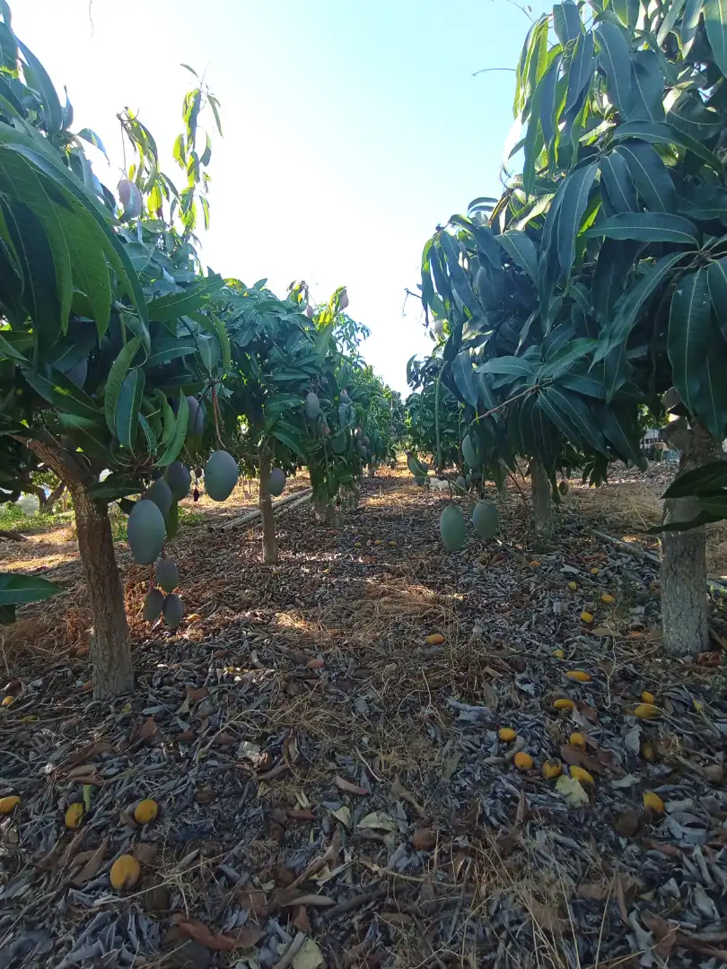 Country house zum Verkauf in Calle Manuel de Falla, Algarrobo Costa