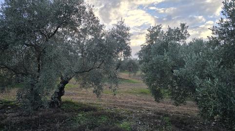 Foto 4 de Terreny en venda a La Roda de Andalucía, Sevilla