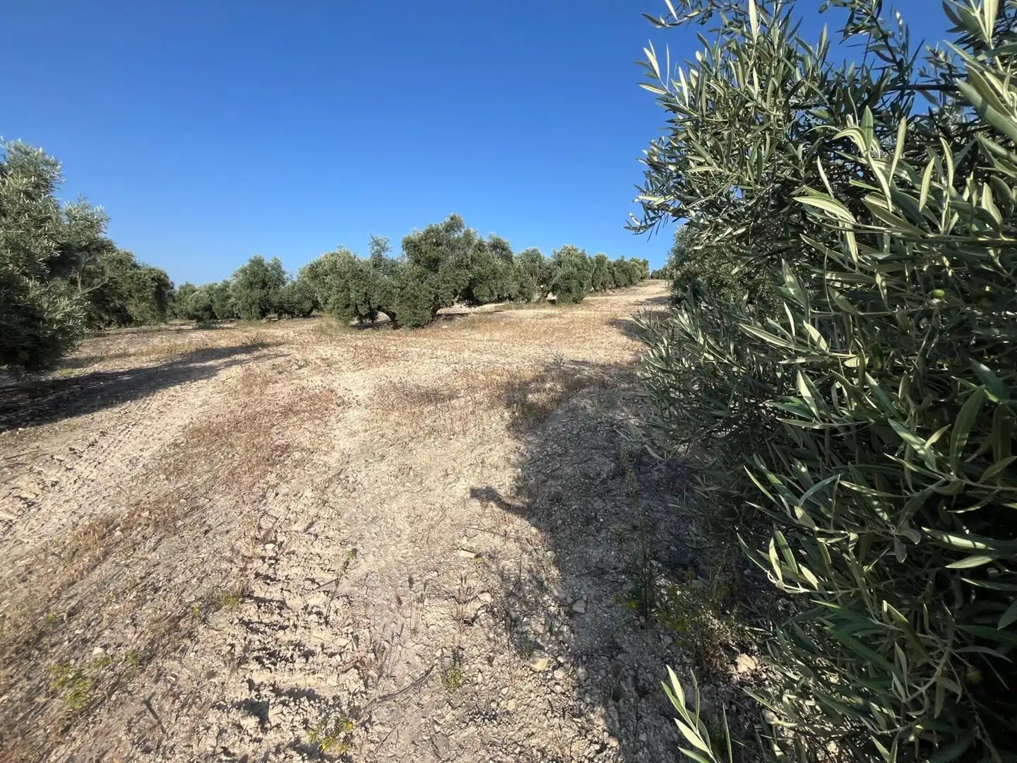 Finca rústica en venta en Lucena