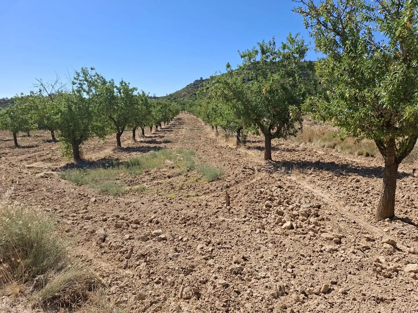 Terreno en venta en Maella