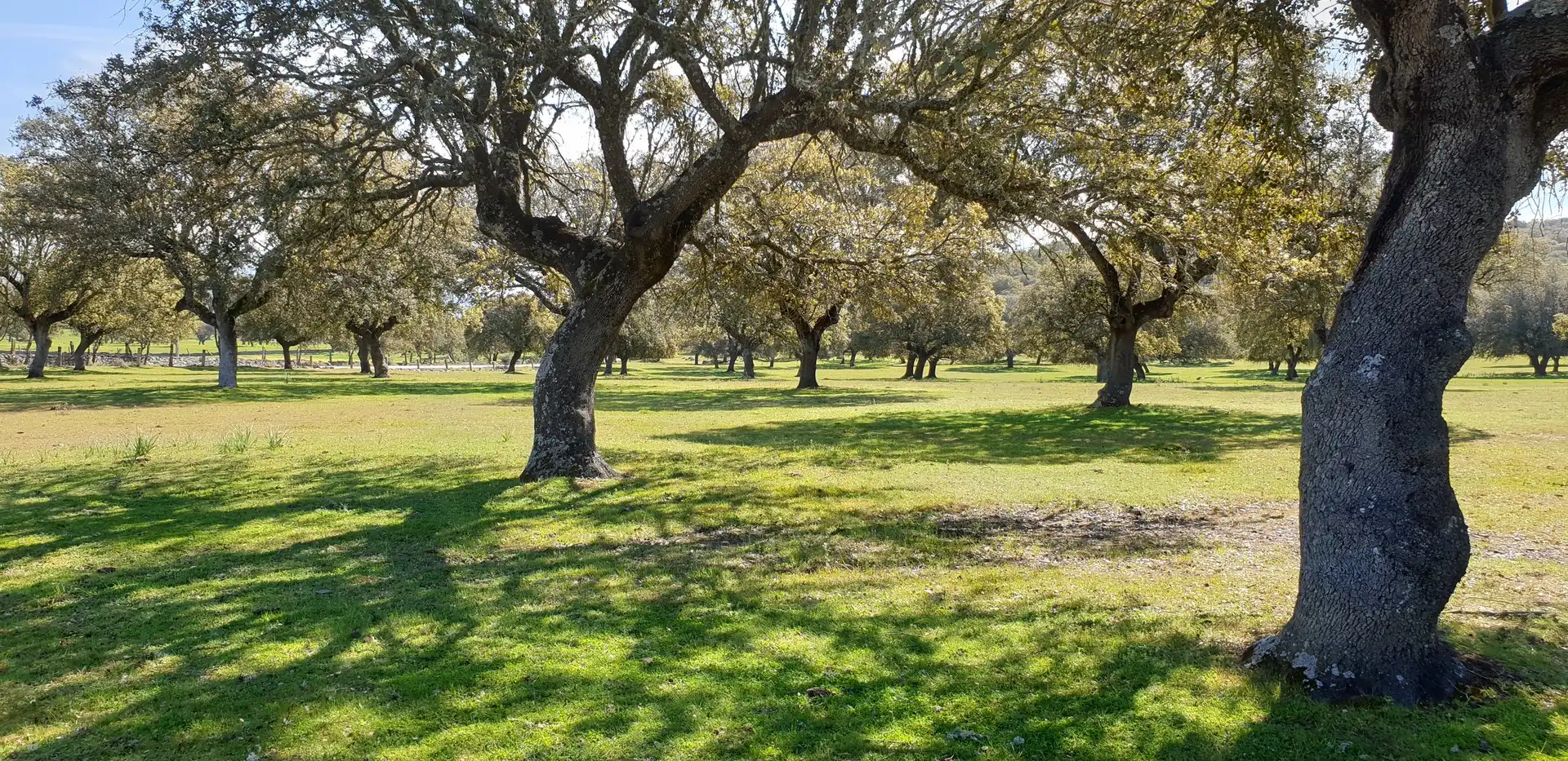 Terreno rustico in vendita a Villanueva de la Serena, imagen 8