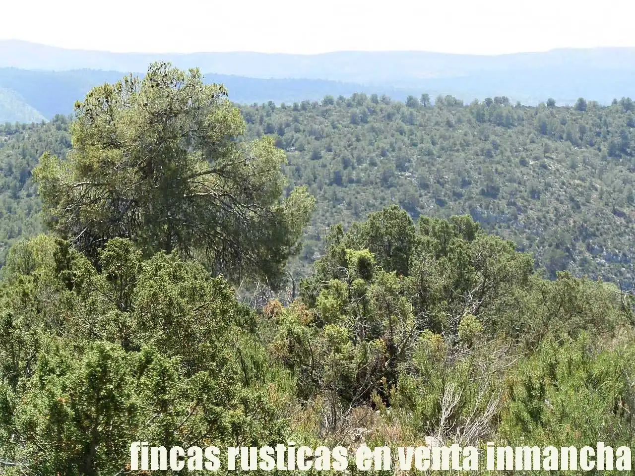 Rural land for sale in Letur, imagen 4