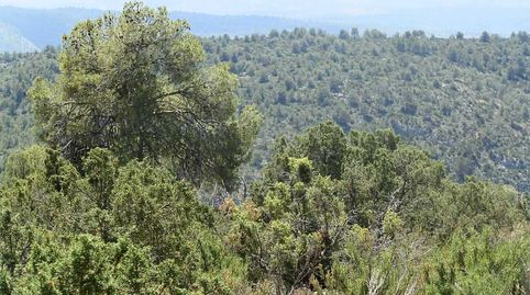finca en venta 1.000 Has. Caza Mayor en Letur (Albacete), immagine 4
