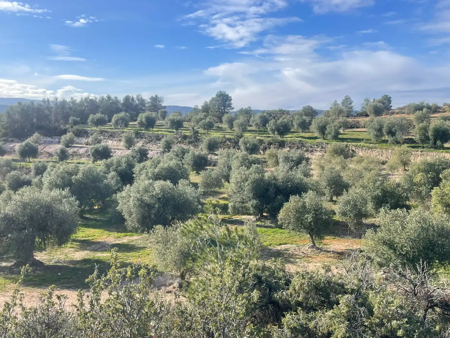Rural land for sale in Cervià de Les Garrigues, imagen 21