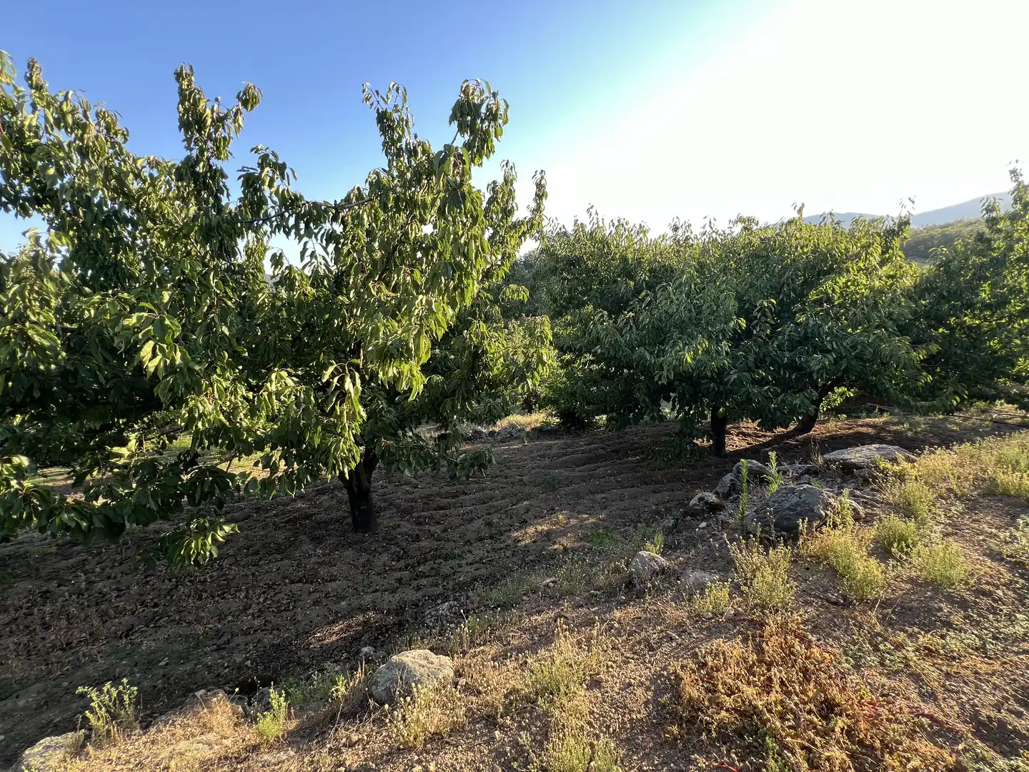 Terreni e lotti in vendita a Garganta la Olla, imagen 19
