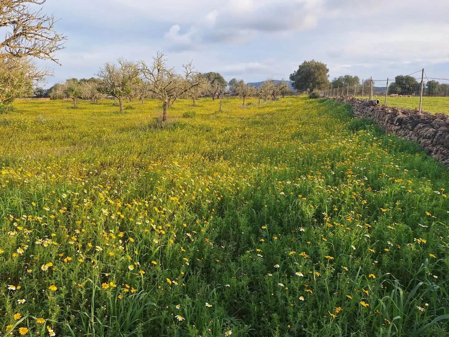Finca rústica en venta en Algaida