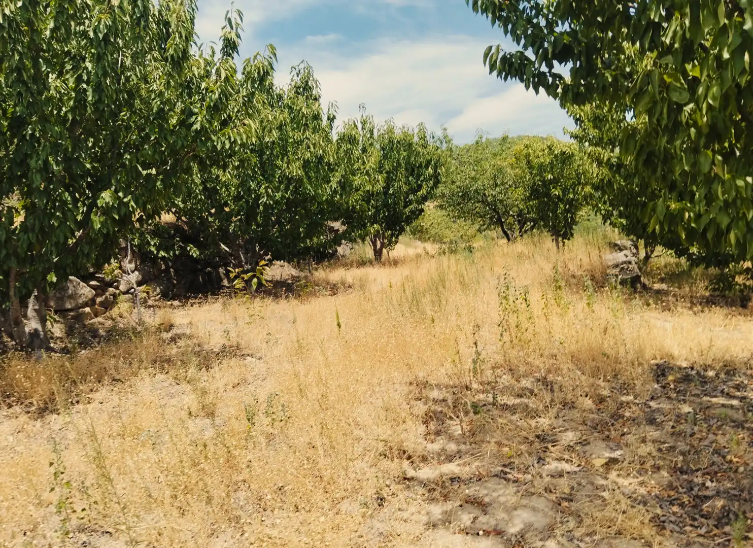 Terreno en venta en El Torno 