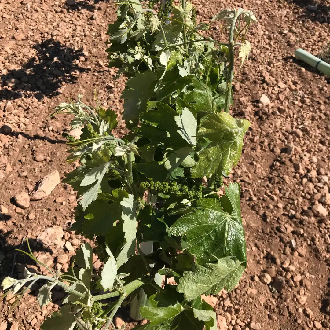 Terrenys i solars en venda a Mota del Cuervo, imagen 8