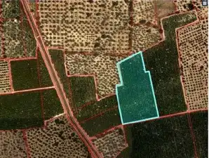Terreny rústic en venda a Santa Bàrbara, imagen 13