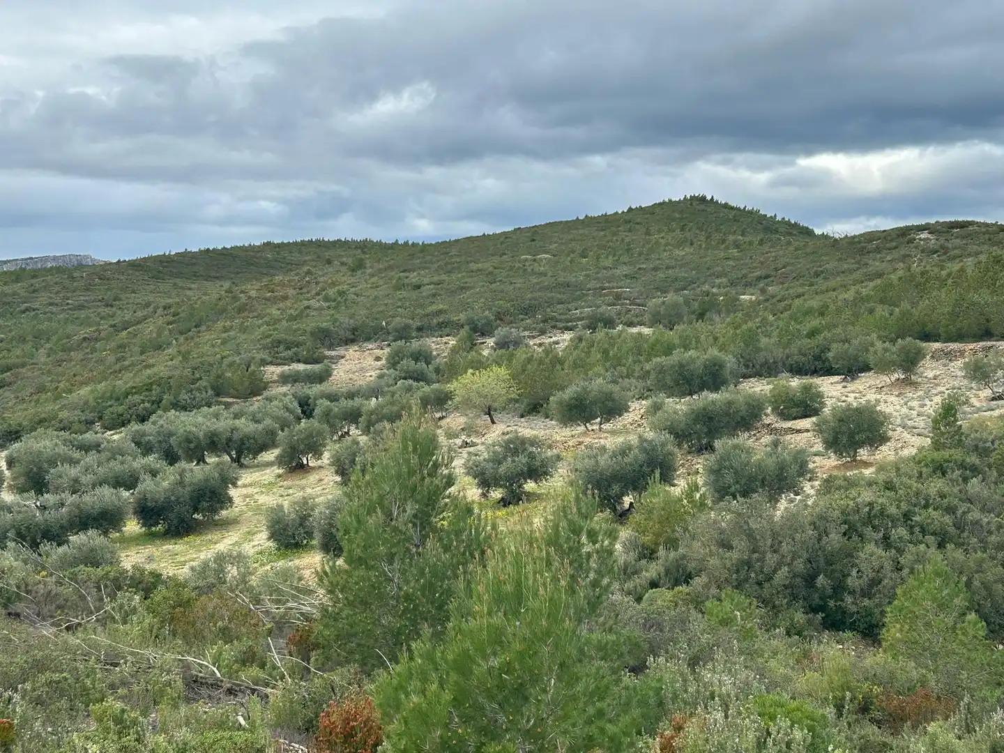Land for sale in Biure