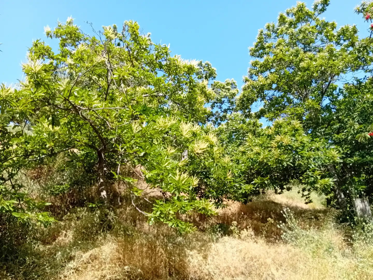 Terreno rústico en venta en Yunquera, imagen 2