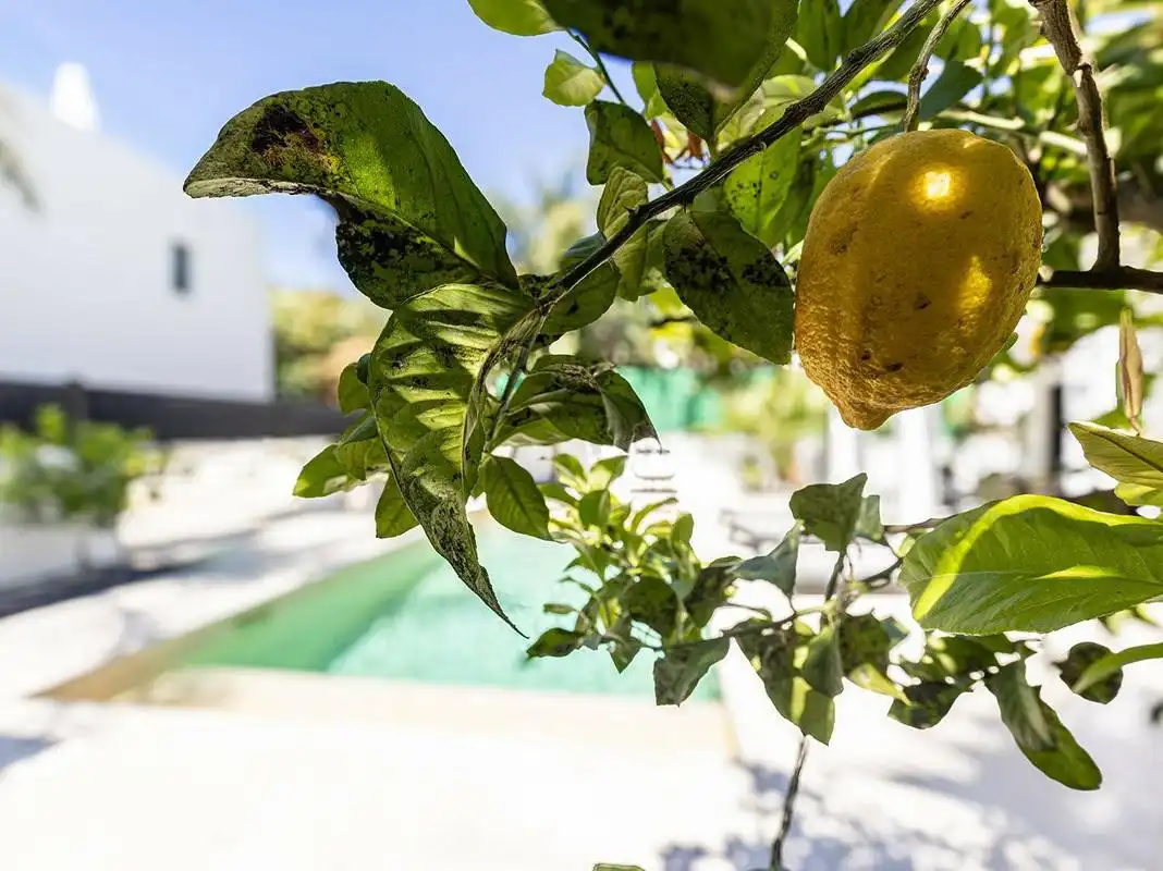 Garten von Haus oder Chalet zur Miete in Marbella mit Klimaanlage, Privatgarten und Terrasse