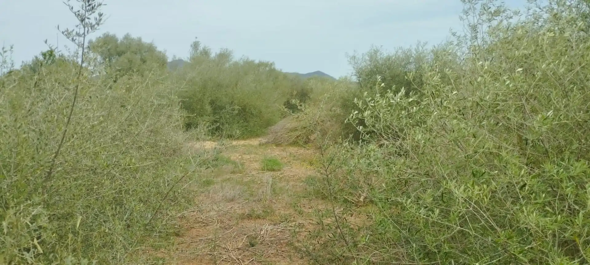 Rural land for sale in Felanitx Poble, imagen 2