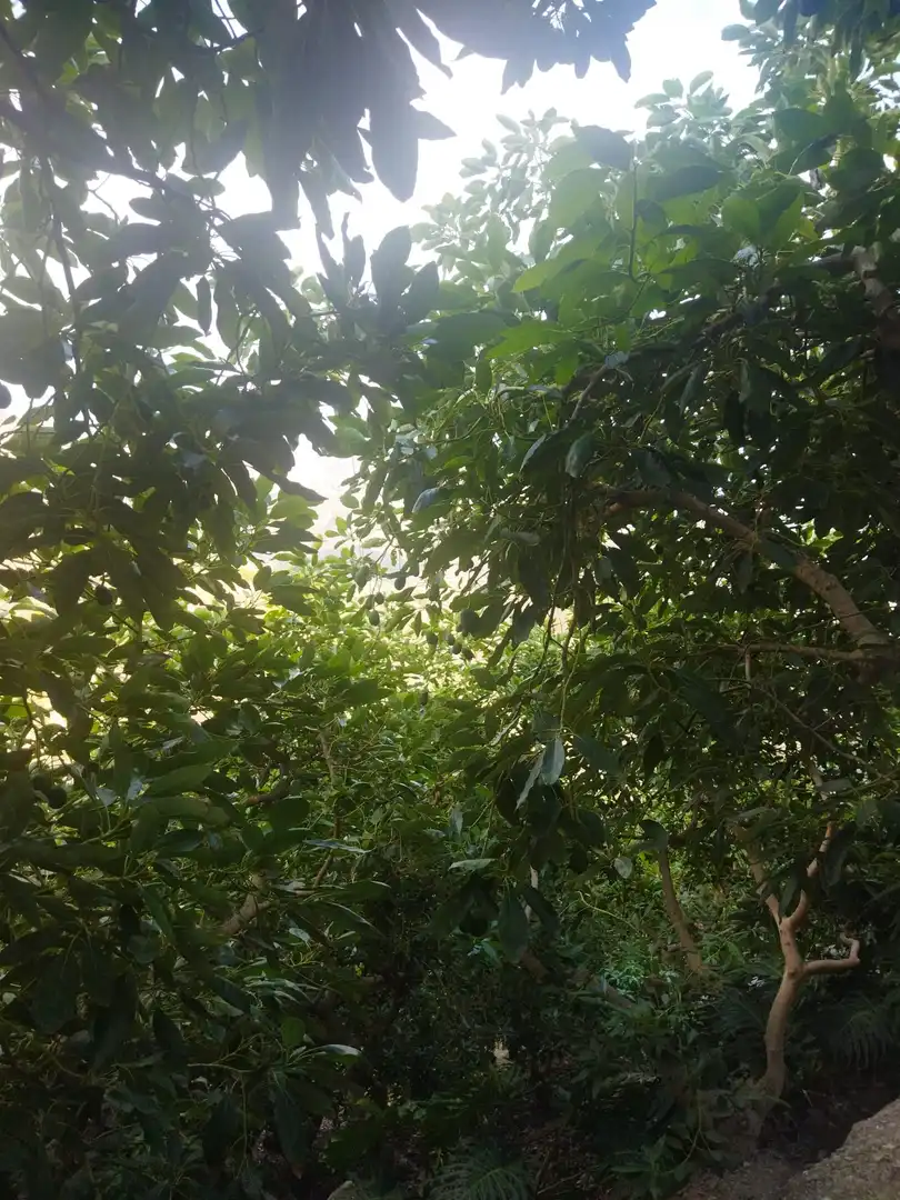 Finca rústica en venda en Almuñécar amb Jardí privat, Terrassa i Piscina