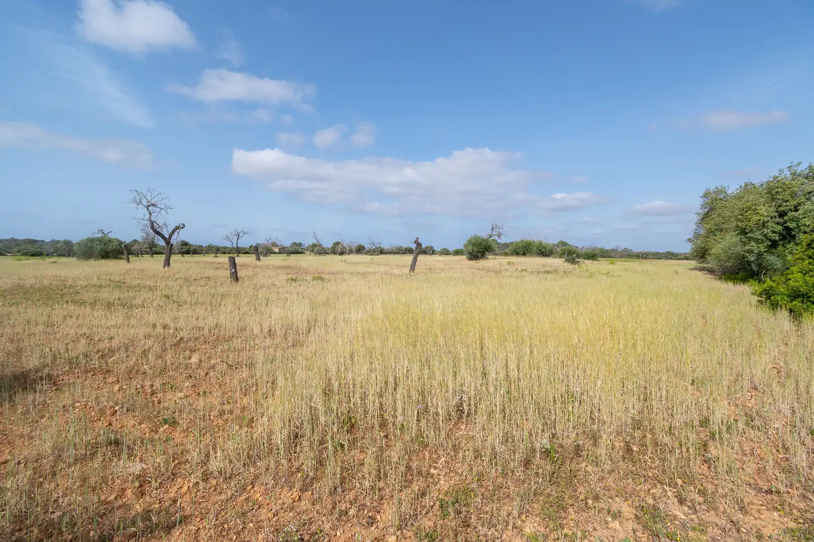 Terreno rustico in vendita a Llucmajor pueblo, imagen 13