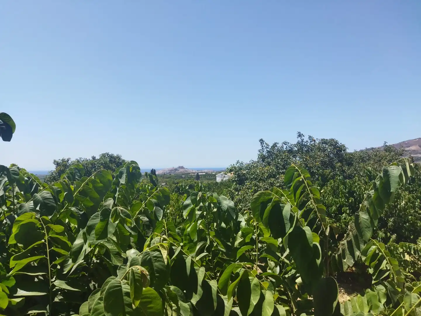 Casa rústica amb piscina en venda a Motril  ciudad, imagen 13