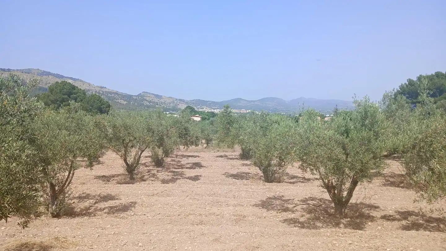 Terrenys i solars en venda a Partida Prats, imagen 8