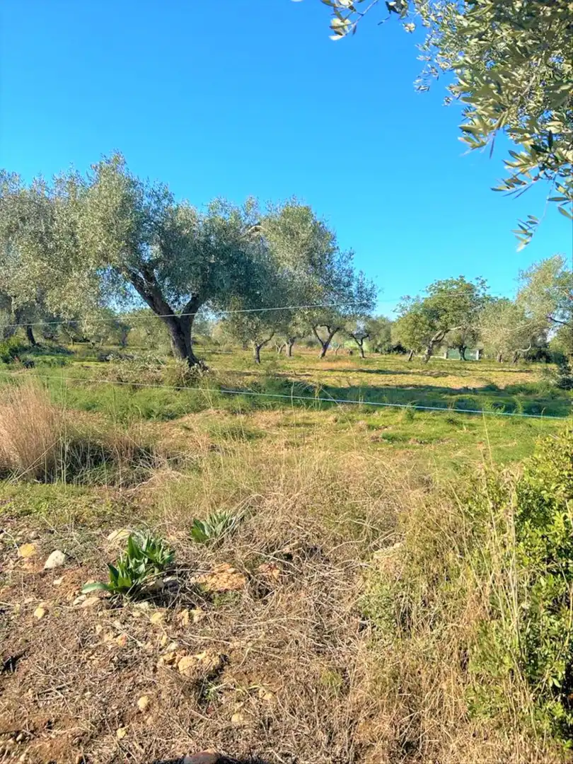 En venta finca rústica en Vinaròs, imatge 2