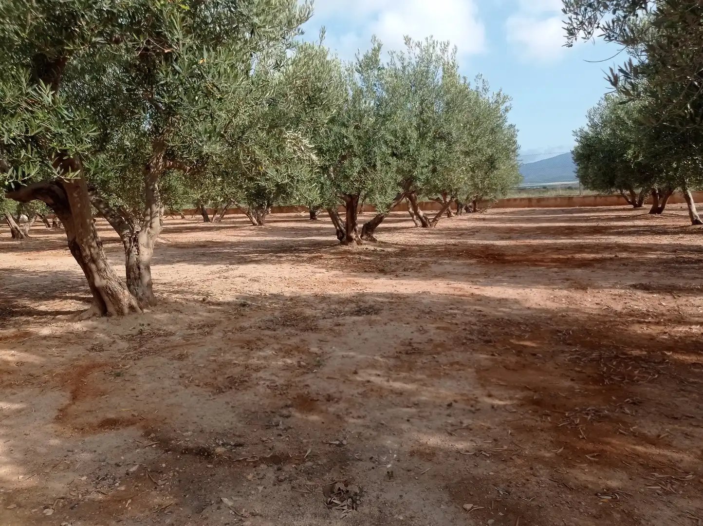 Finca rústica en venta en Fuente Álamo de Murcia con Calefacción, Jardín privado y Piscina
