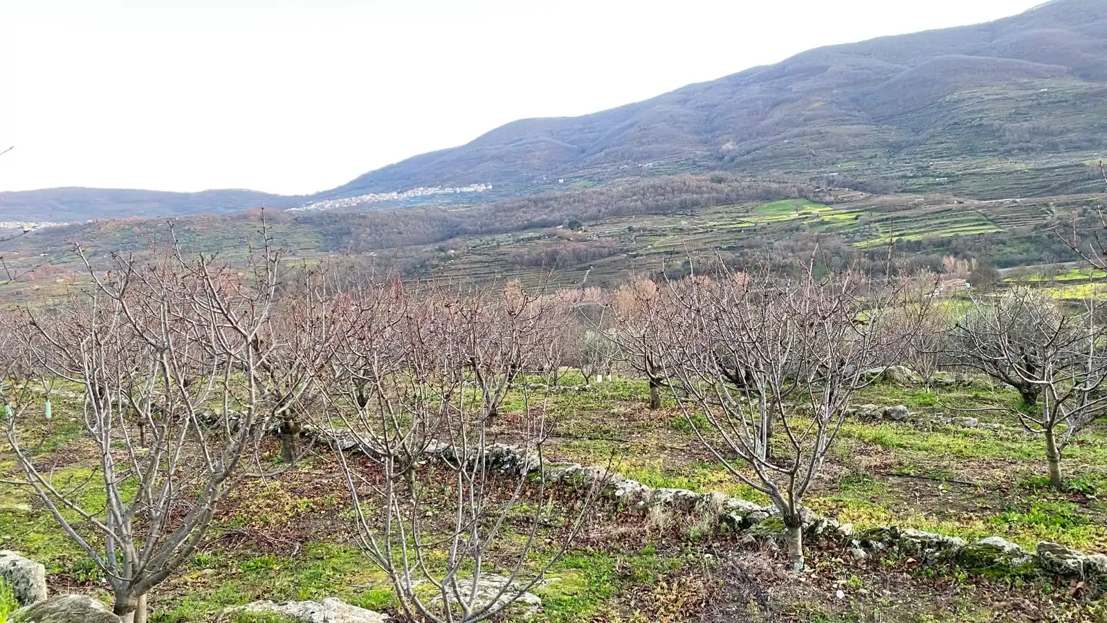 Terreni e lotti in vendita a El Torno, imagen 16