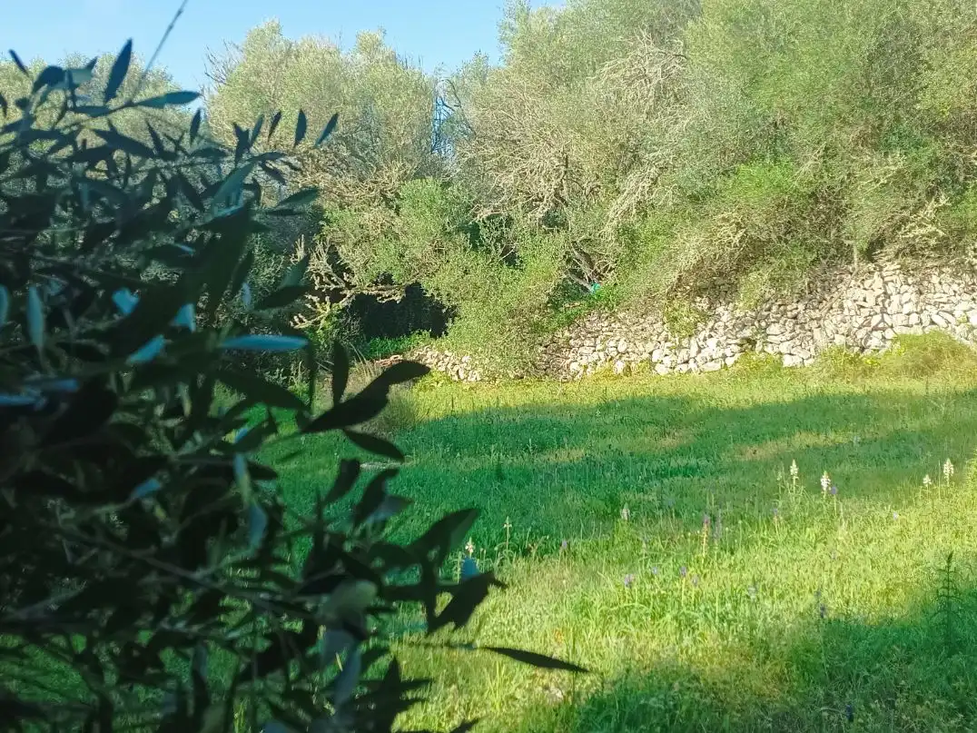 Grundstücke zum Verkauf in Alaior
