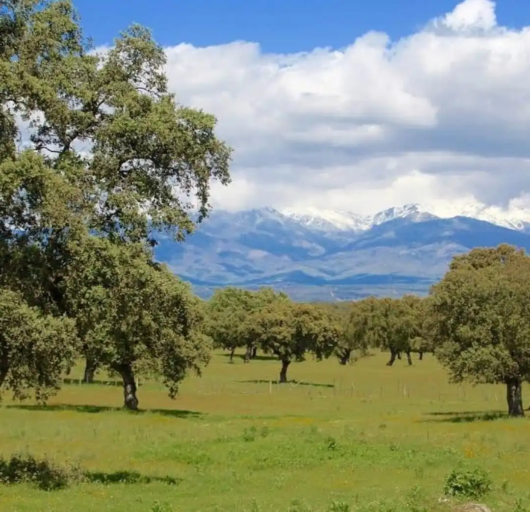 Vista exterior de Terreno en venta en Casatejada