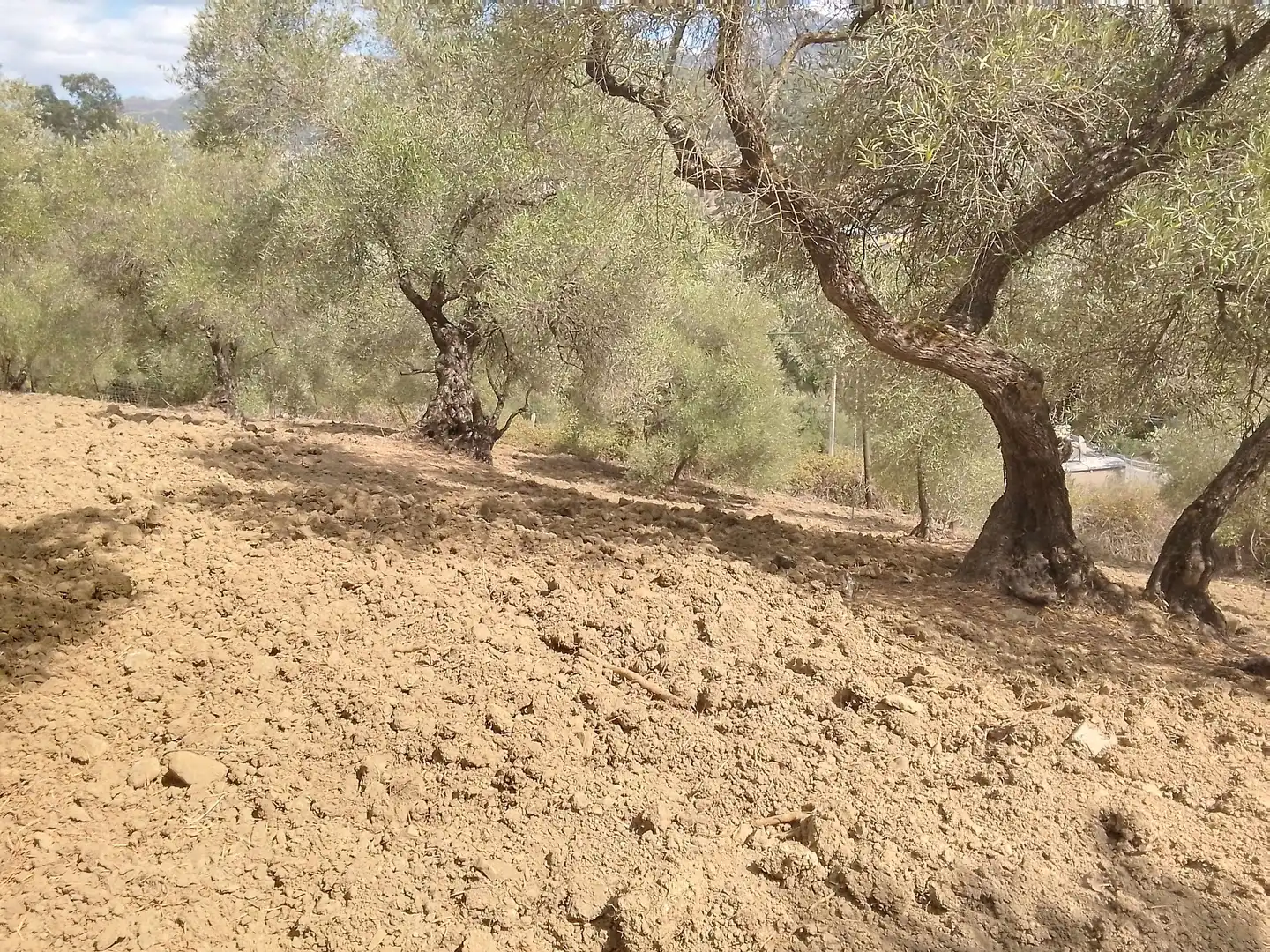 Terrain rustique à vendre à Cortes de la Frontera, imagen 29