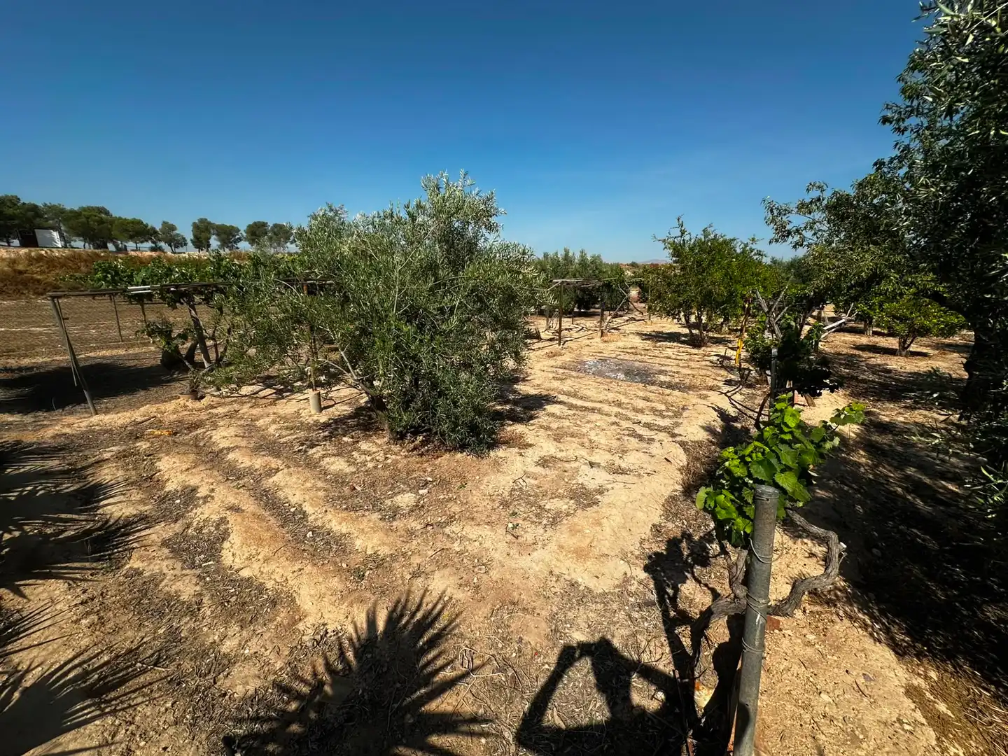 Terreno rústico en venta en Villamontes - Boqueres, imagen 16