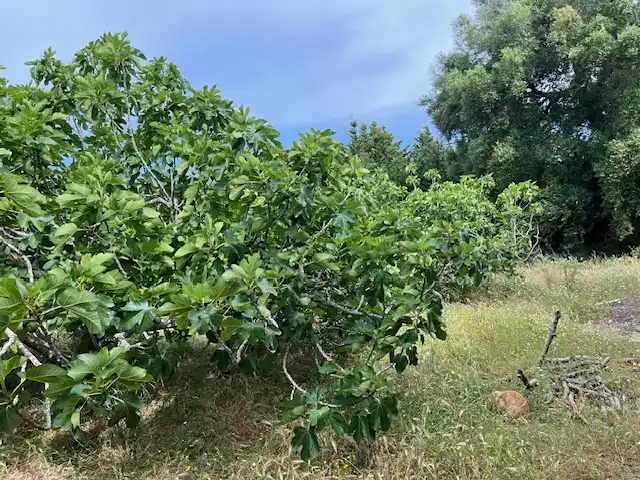 Terreni e lotti in vendita a Zafra, imagen 6