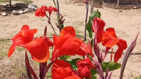 Foto 5 de Terreno en venta en Carrer del Mestre Navarro, 14, Les Palmeres, Valencia