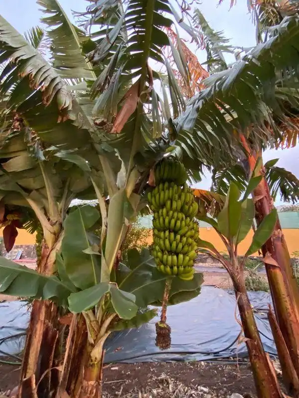 Jardí de Finca rústica en venda en Santa María de Guía de Gran Canaria
