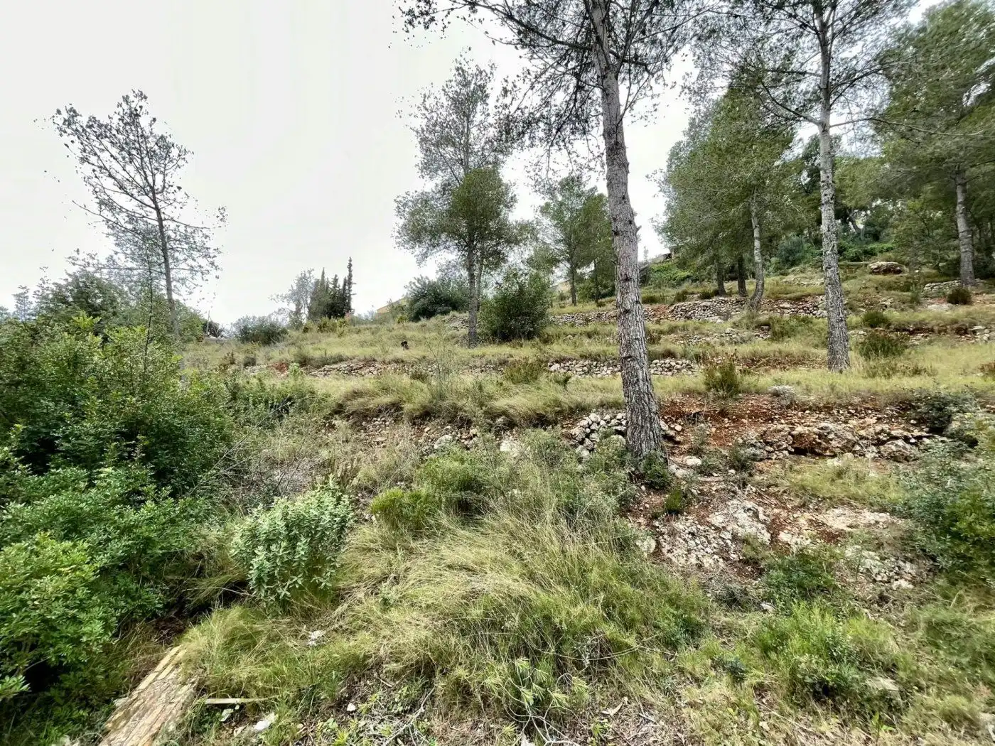 Rural land for sale in Segovia-Priorat