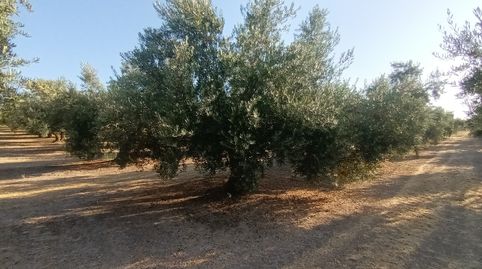 Foto 5 de Terreny en venda a Villacarrillo, Jaén