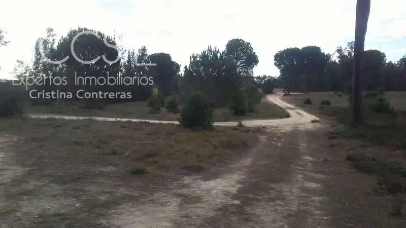 Terreny rústic en venda a Almonte ciudad