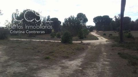 Venta de finca rústica EN PROPIEDAD de 67.589 m de terreno entre Pinares y eucaliptos en Almonte.