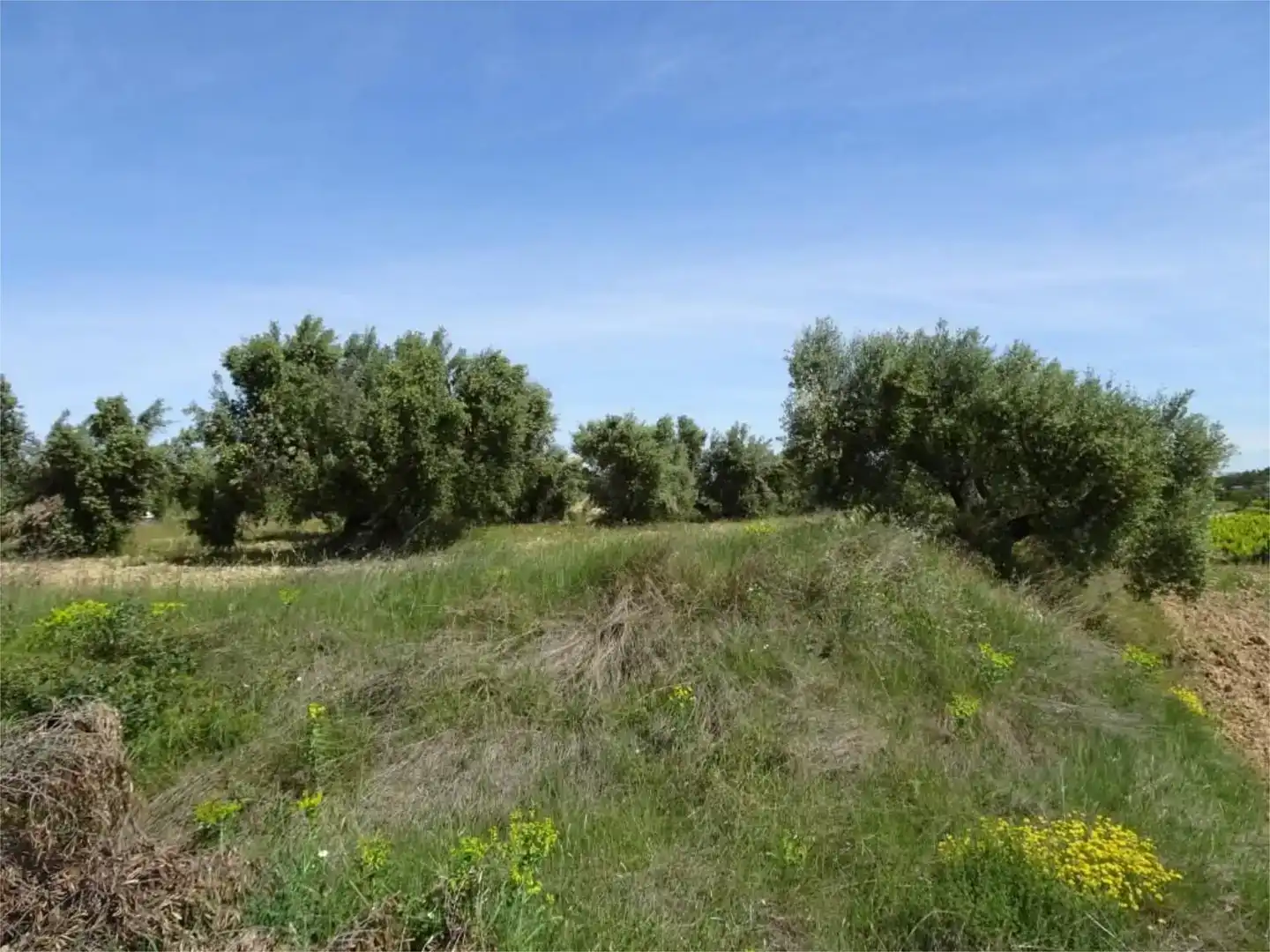 Land for sale in Batea