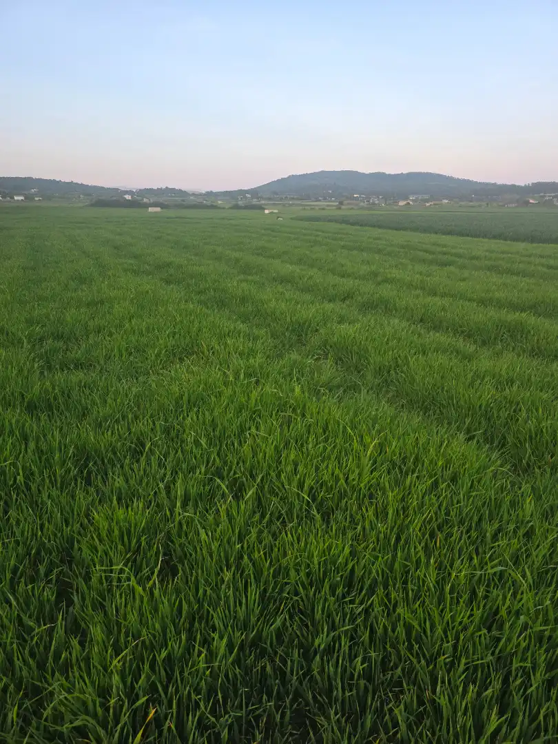 Terrain rustique à vendre à Sant Joan, imagen 7