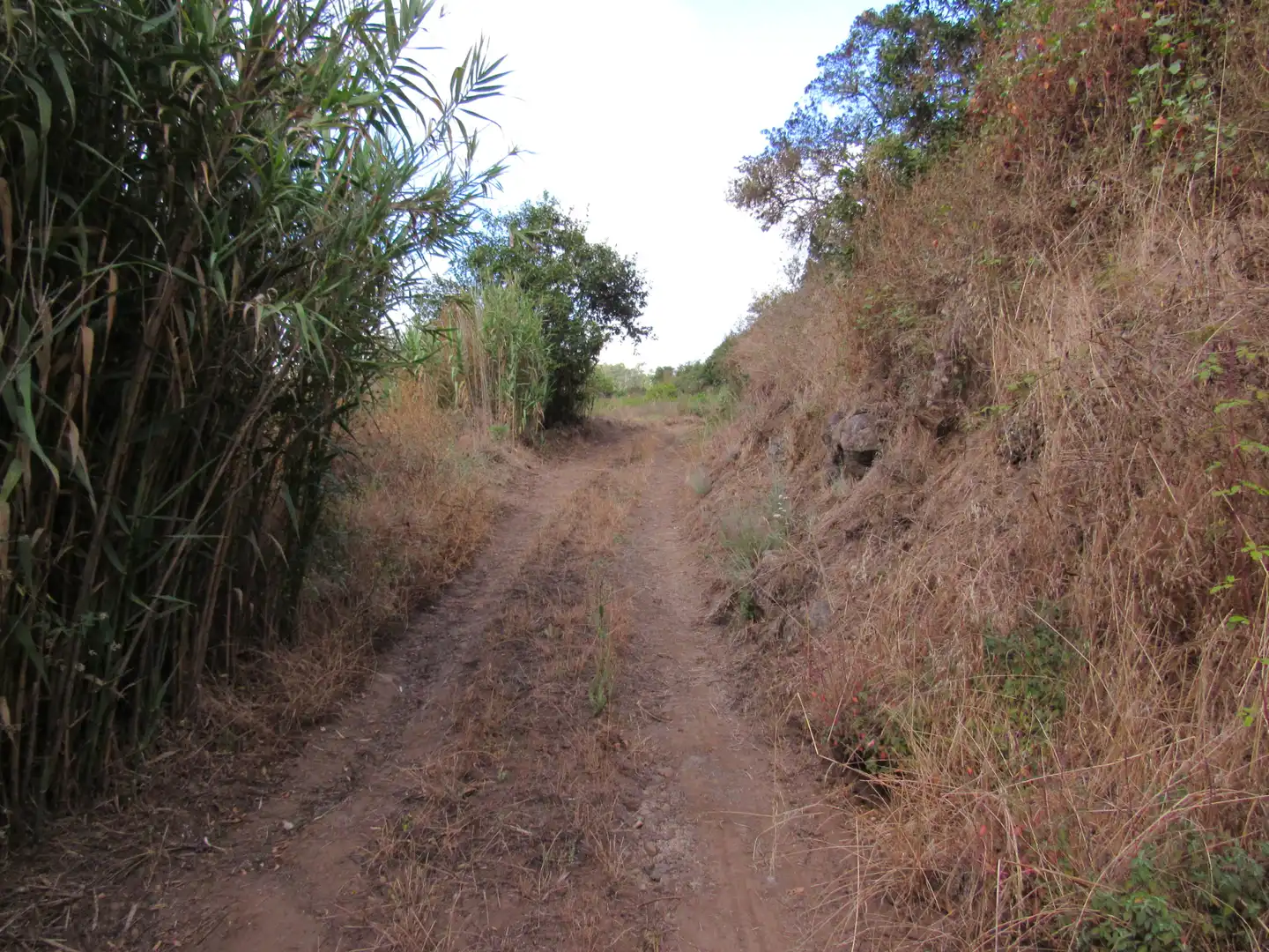 Land for sale in Moya (Las Palmas)