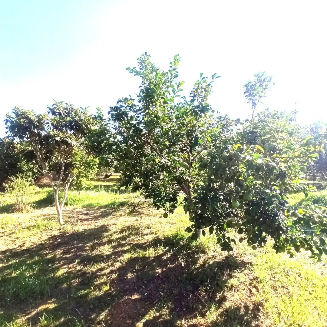 Finca rústica en venta en Reus
