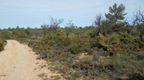 Solvia Inmobiliaria  Suelo Rústico Requena, immagine 5