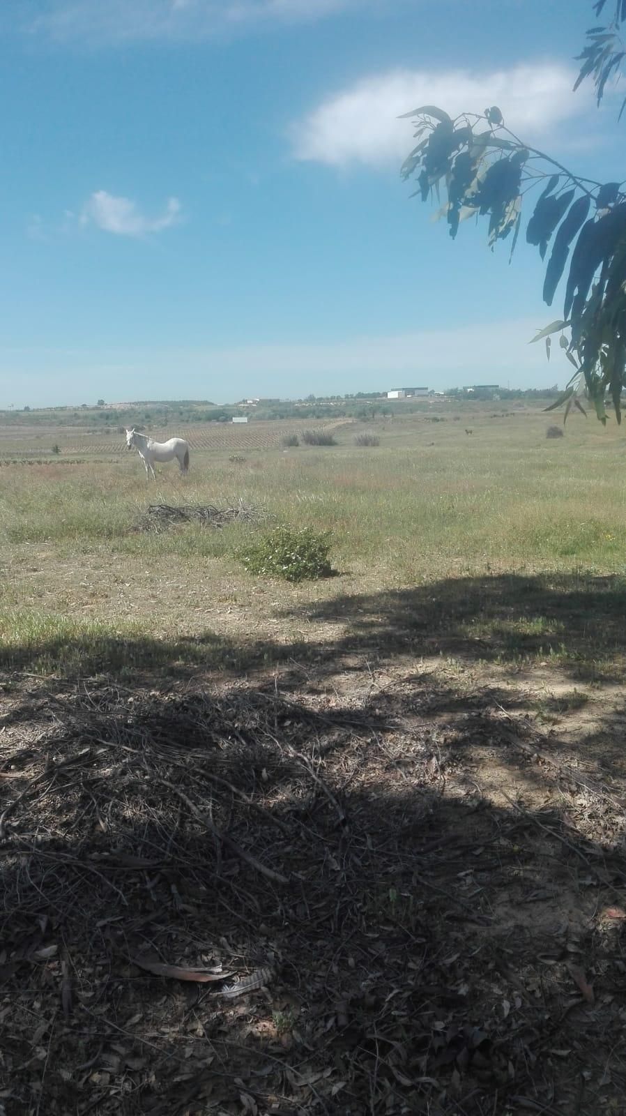 Finca rústica en venta en La Palma del Condado