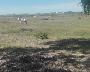 Finca rústica en venda en La Palma del Condado