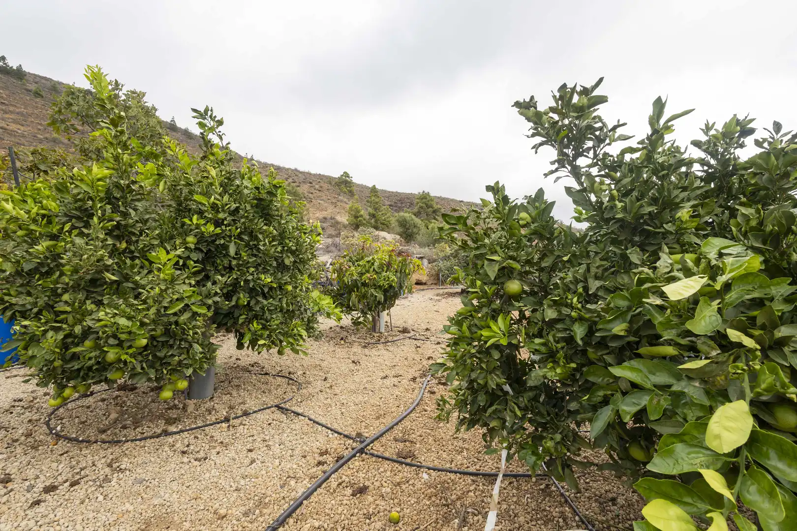 Terreno rustico in vendita a Calle San Bartolomé, imagen 23