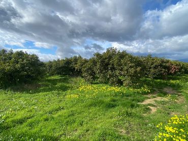 Rural land for sale in Alquería - Torrealquería