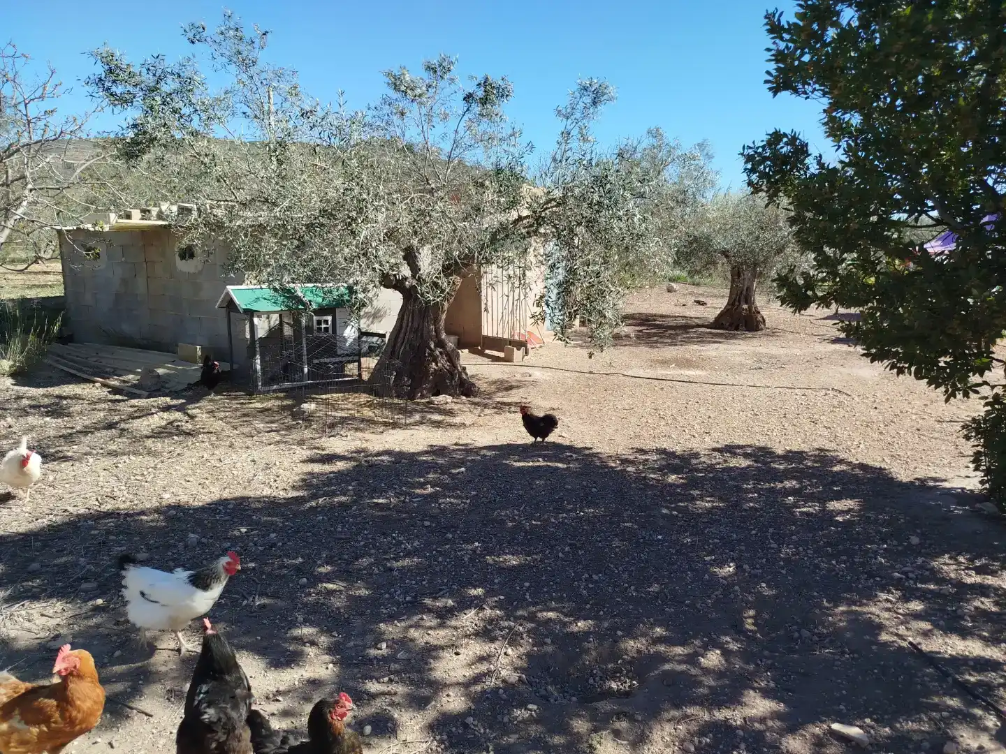 Finca rústica en venta en Caudete con Aire acondicionado y Piscina