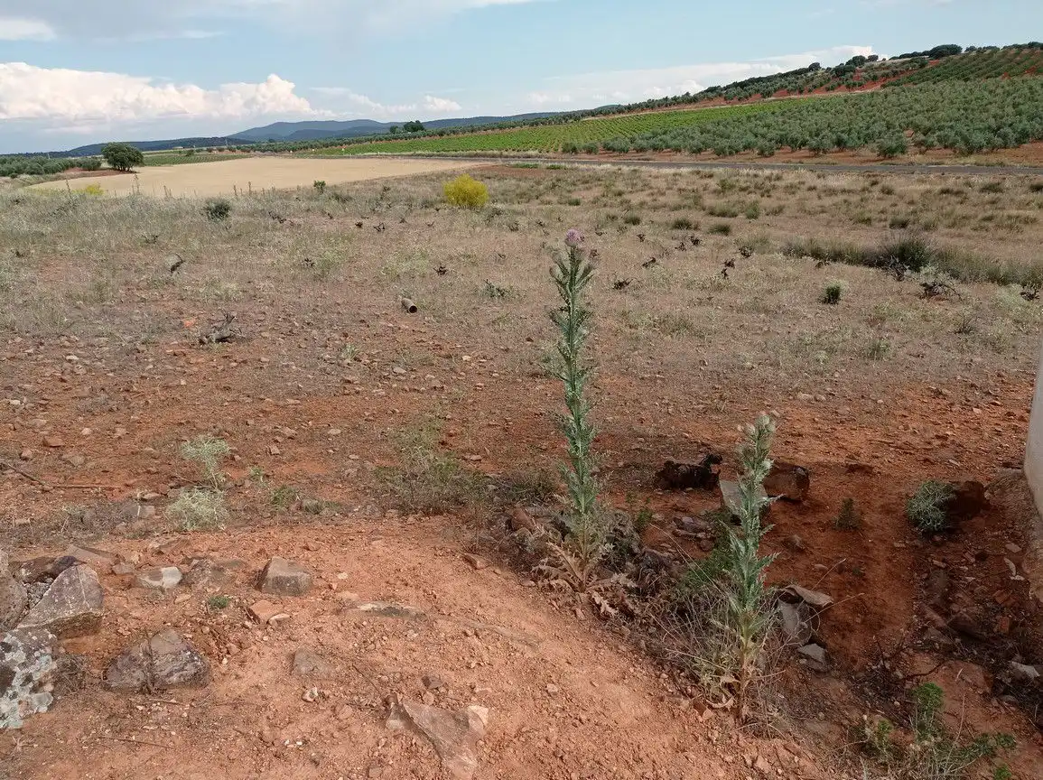 Finca rústica en venda en Cózar