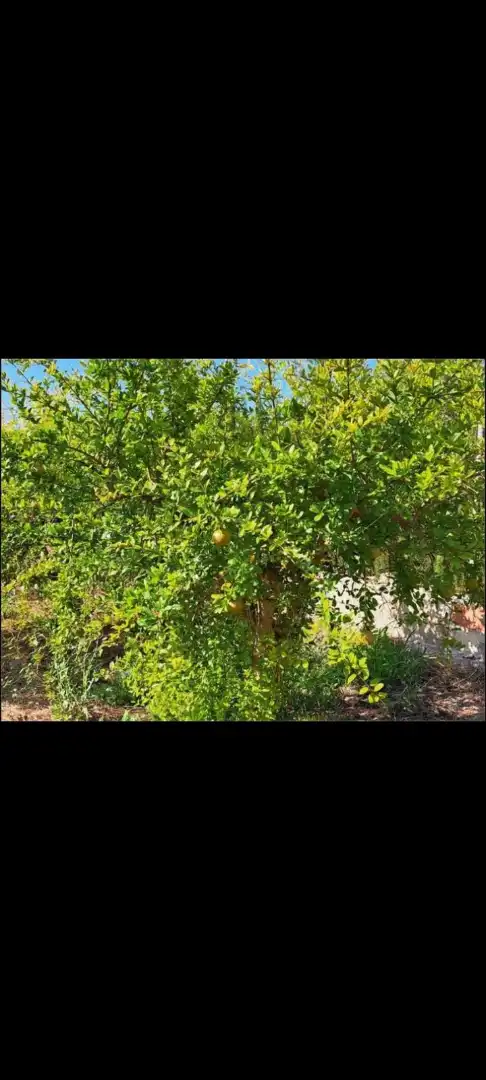 Rural land for sale in Partida de la hoya polígono 2 148B, imagen 2