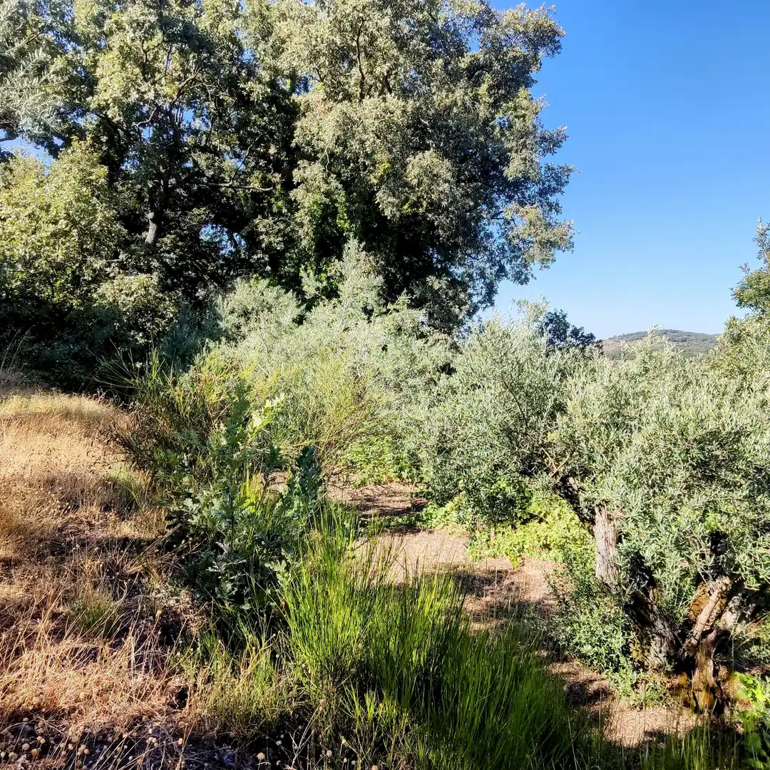 Terreni e lotti in vendita a Jarandilla de la Vera, imagen 7